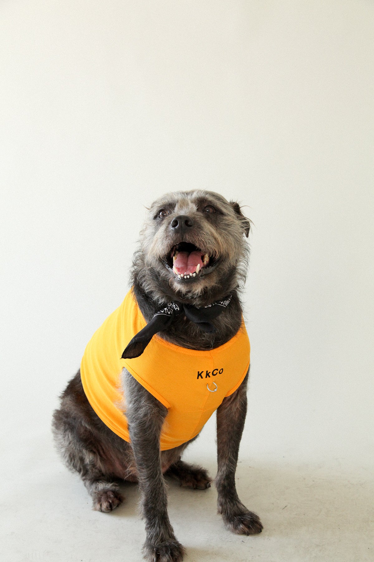 Pierced Pet Tank in Marigold