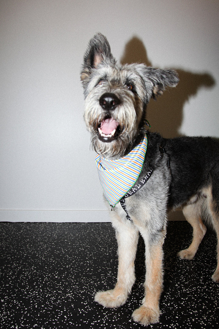 Pierced Bandana in Striped Melon