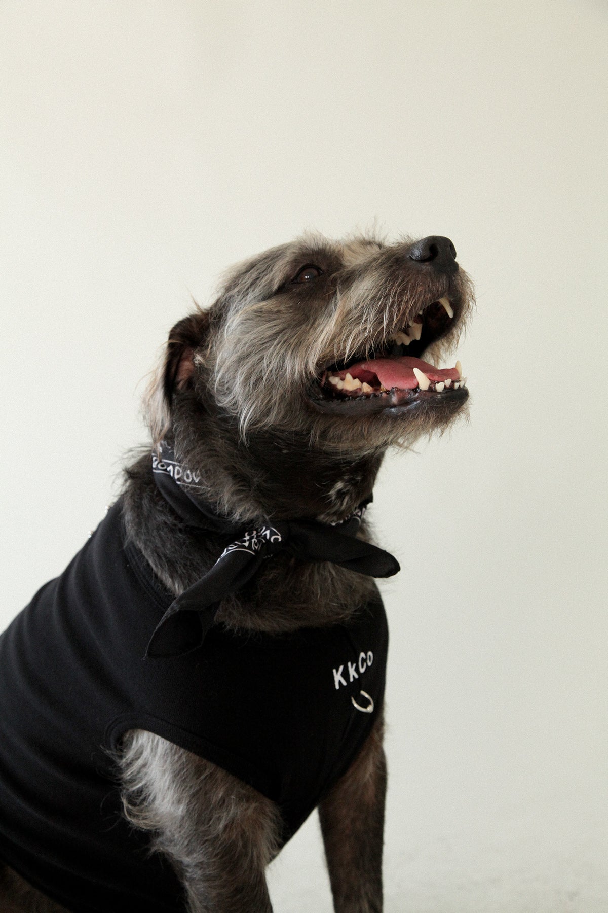 Pierced Pet Tank in Black