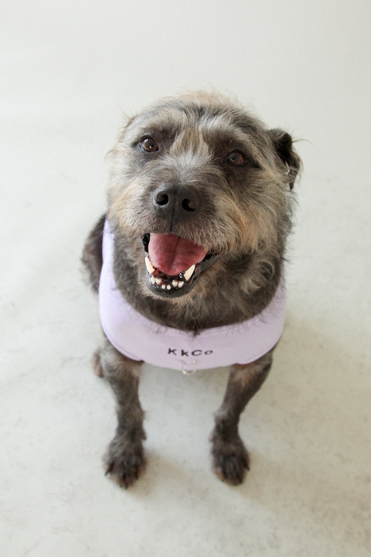 Pierced Pet Tank in Lavender