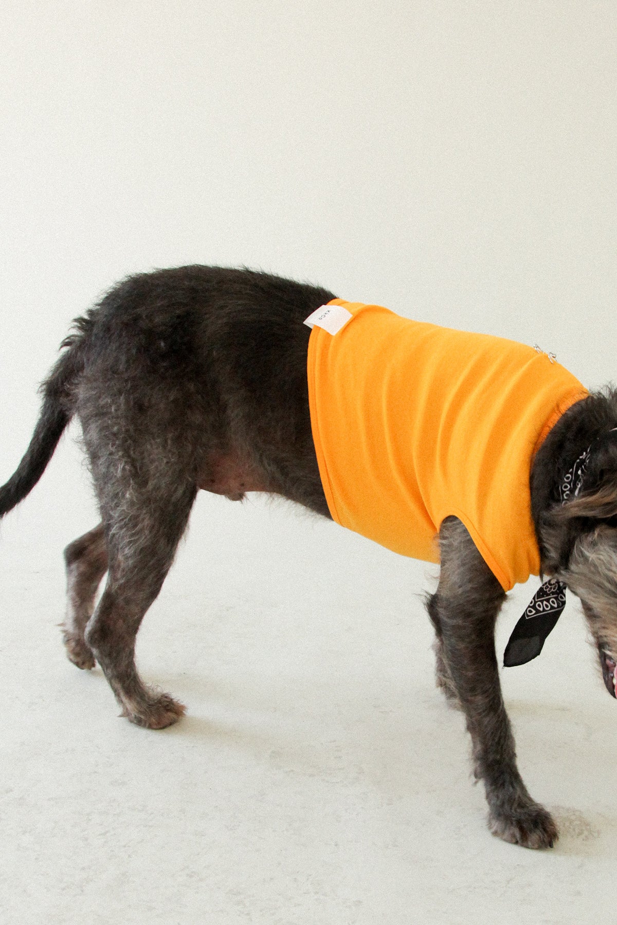 Pierced Pet Tank in Marigold